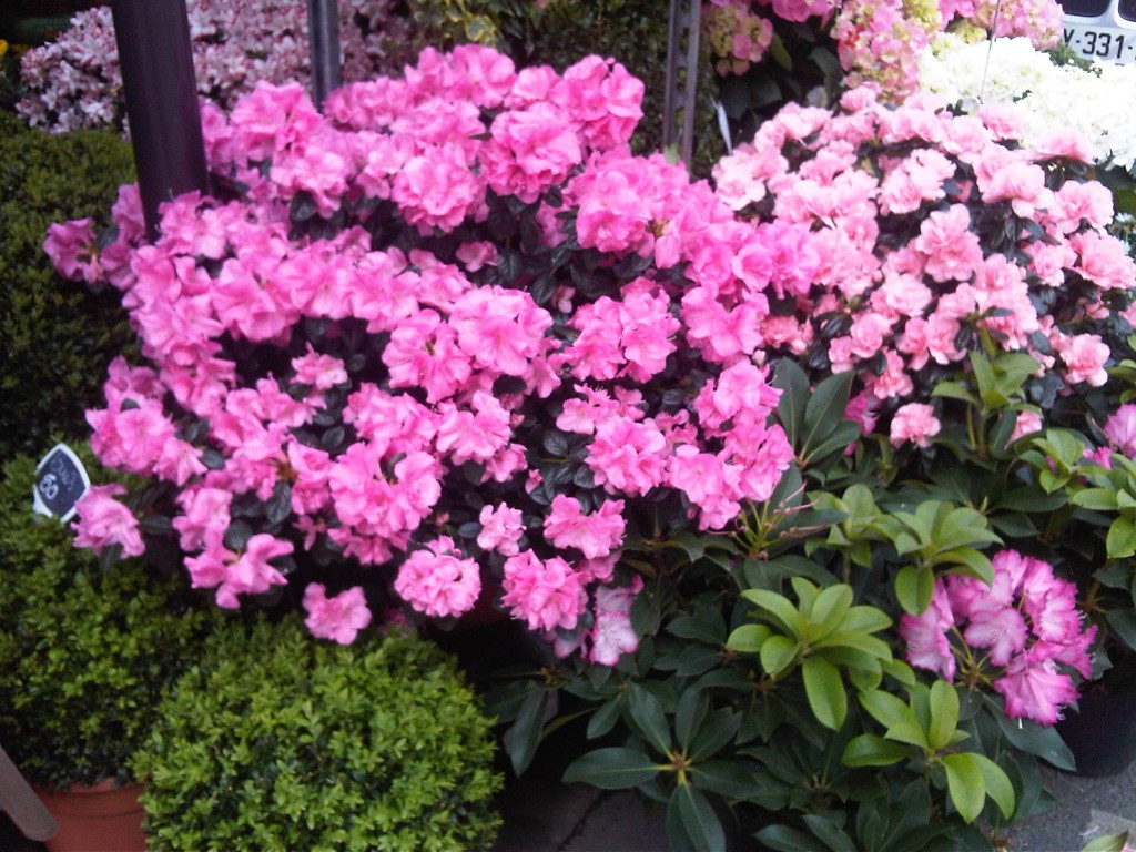 Pink flowers at Place de Mexico | Copyright Lettre de Paris