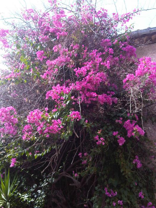 The lush purple Bougainvillea...
